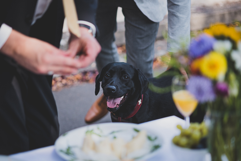 Adivina qué es una cookie. No, no es la galleta que le estan dando a este perro.