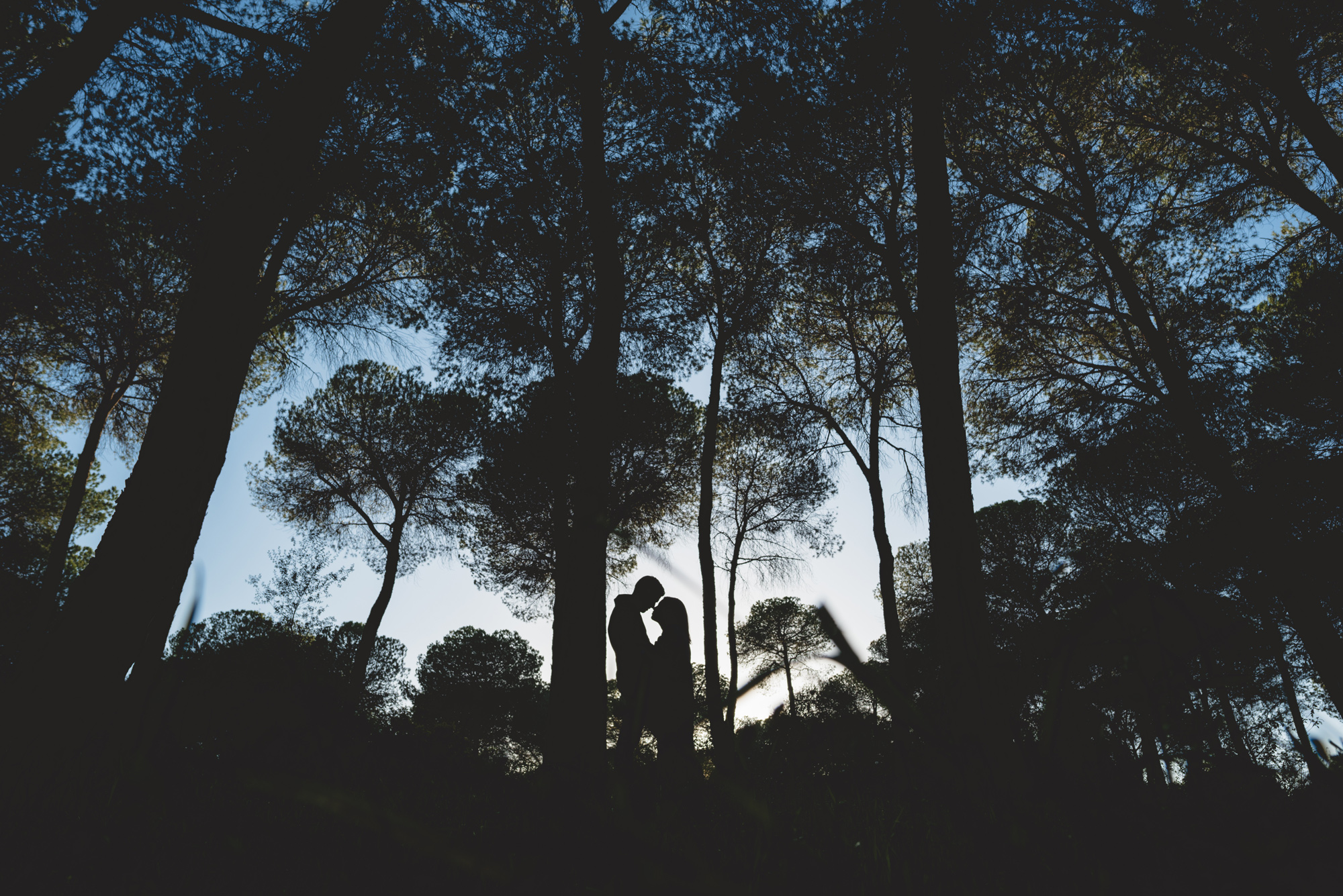 Foto a contraluz y silueta de una pareja entre los pinares de la Dehesa de Abajo en Sevilla.